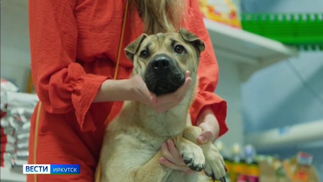 Больше полутора тысяч бездомных кошек и собак нашли хозяев в Тайшете