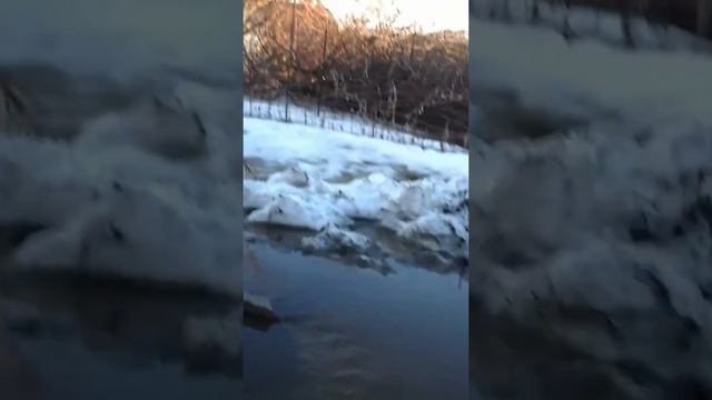 Подсосенки "плывут"...