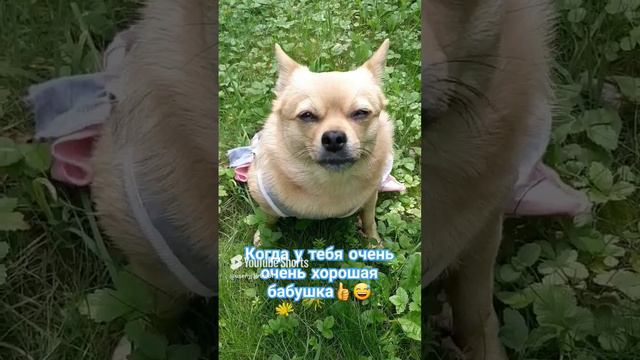 Когда у бабушки хорошая пенсия чихуа Гера ❤🐶