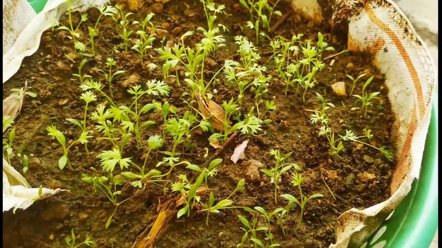 असली अजवाइन के पौधे की पहचान।Easiest & Fastest way to grow Thyme's plant। Nature & Life Essence।