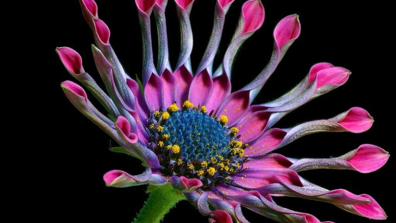 Classical music  The Best of Maurice Ravel