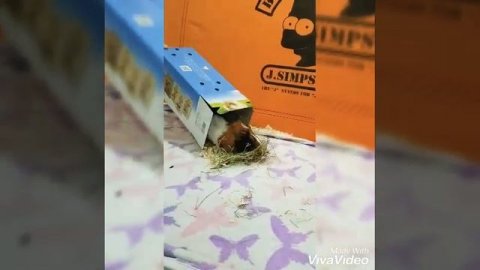 Морская свинка! Теперь у нас есть маленький дружочек по имени Трикси!