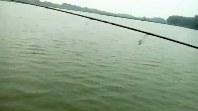 Рыбалка на протоках и озёрах Алтая .