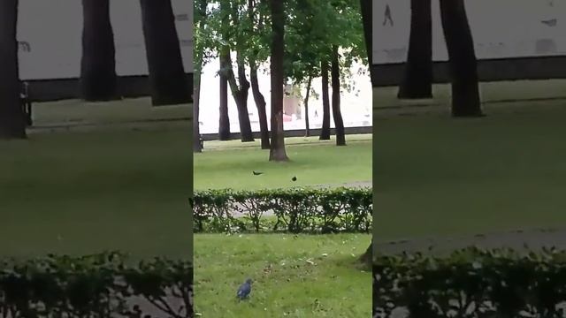 Красная машинка это GERASEV
