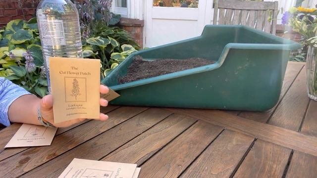 How to sow your August seeds - Iceland poppy, nigella, cornflower, corncockle