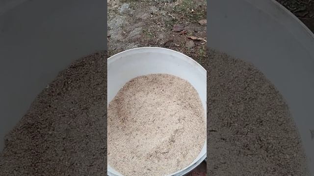 Куры Брама  Кормление   ??