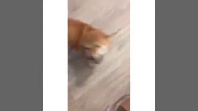 Догситтер Валентина из Тюмени (Догси.ру)