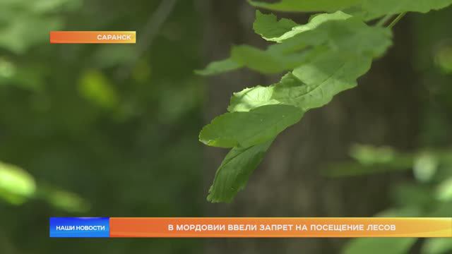 В Мордовии ввели запрет на посещение лесов