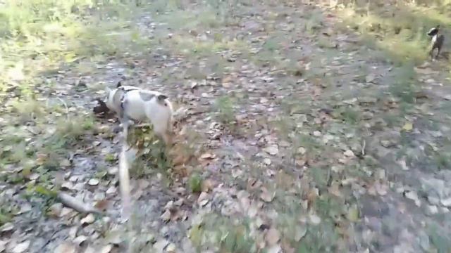 Реакция собак на неопознанный объект на прогулке. Собачки ищут лакомства. Бульдог и той терьер.