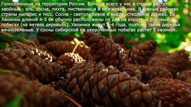 23. Отдел Голосеменные. Общая характеристика и значение. Биология 6 класс - Пономарева.