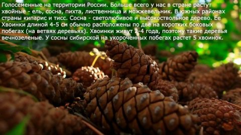 23. Отдел Голосеменные. Общая характеристика и значение. Биология 6 класс - Пономарева.