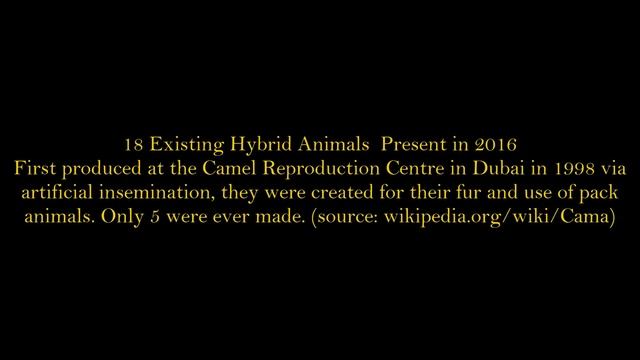 17 Rare Hybrid Animals Which Exist Today