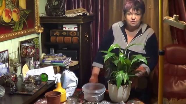 спатифиллум. цветущие ароидные. уход, полив, пересадка, размножение.