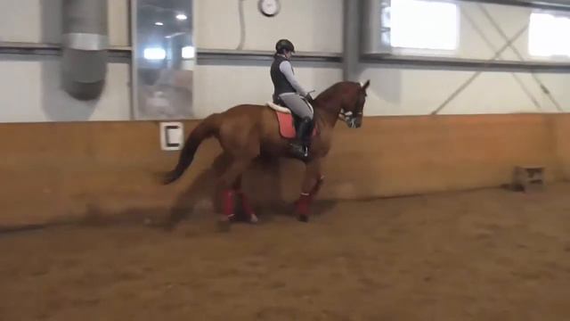 Упражнения на галопе для развития гибкости лошади