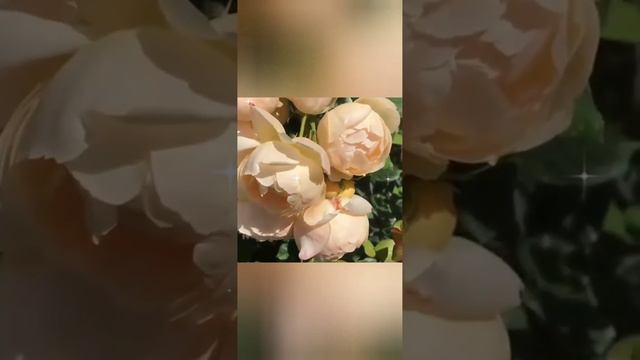 Ты самая лучшая женщина! Счастье мое долгожданное! Эти цветы для тебя!