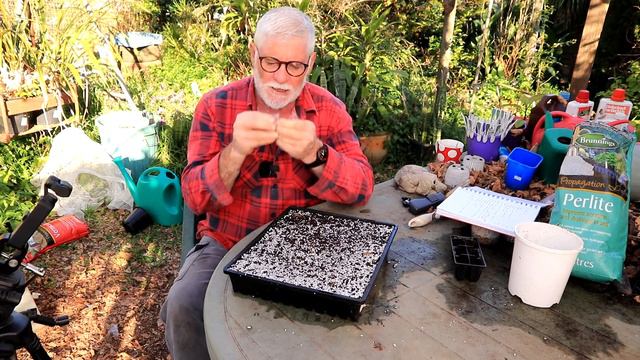 How to grow Petunia from seed.