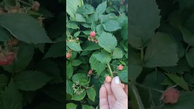 МАЛИНА УРОЖАЙ Первые ягоды малины созрели. Моя ремонтантная малина