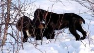 Русская охотничья спаниелька - Зара