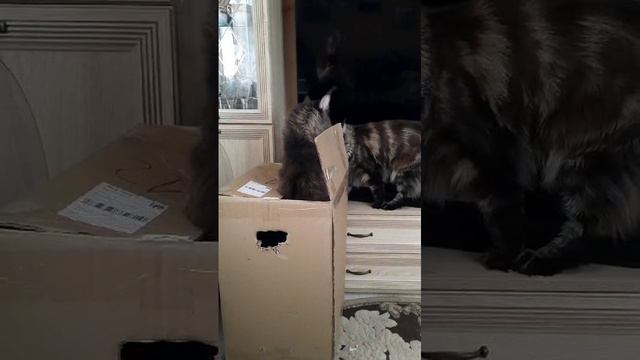 Мейнкуны играют в прятки