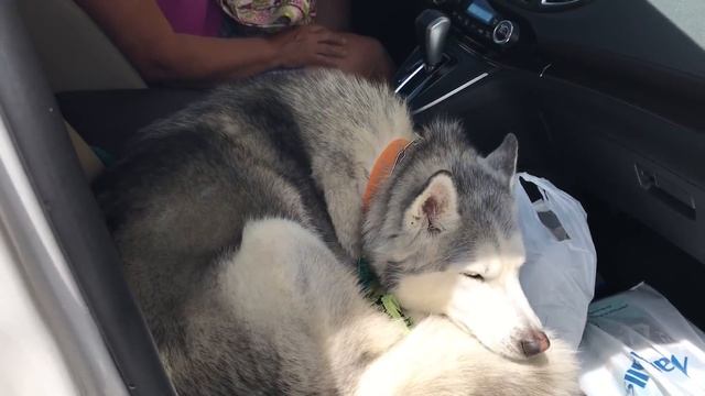 Stubborn Husky refuses to give up front seat