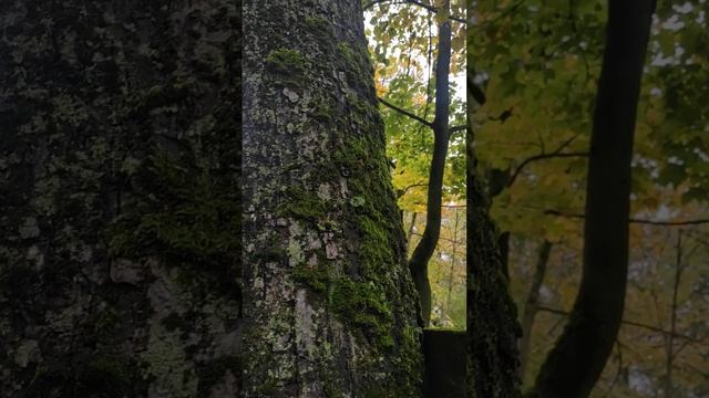 Мох. Калининград