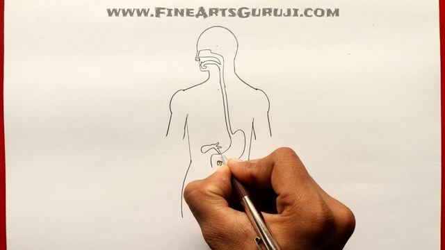 How to Draw Human Digestive System step by step for Beginners !