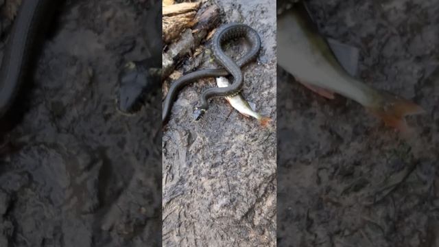 Уж выпрашивает рыбу. Впервые такое вижу!