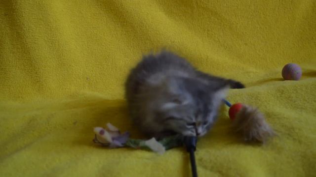 Купить шотландского длинношерстного котенка - ПРЕДЛАГАЕМ.