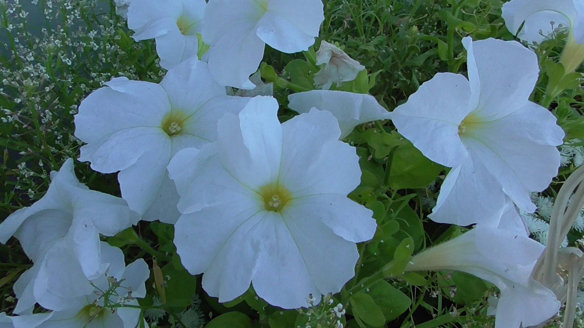 Видео про белые цветы петуния