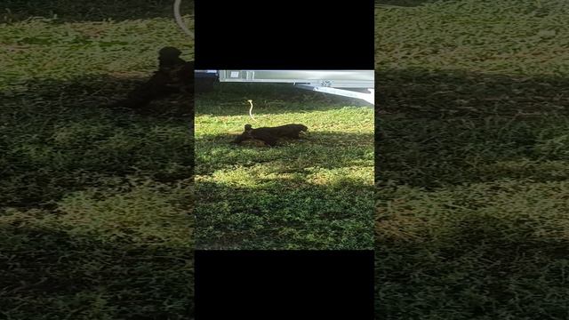 VID_20240908_125359.mp4