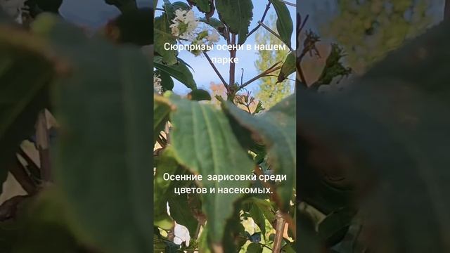 Вокруг деревьев с гроздьями цветов вьются пчёлы а это уже последний месяц осени.