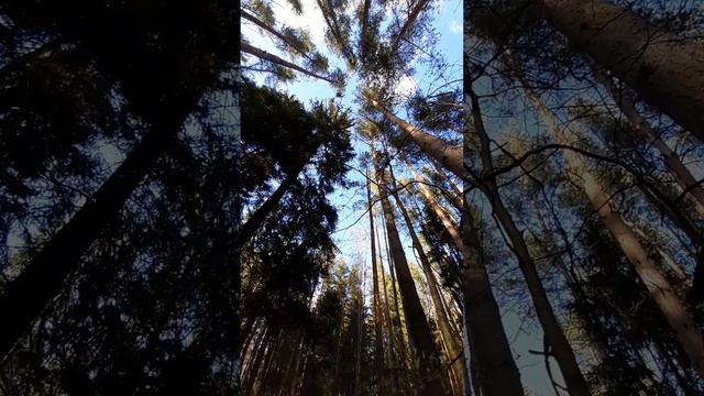 Шум леса