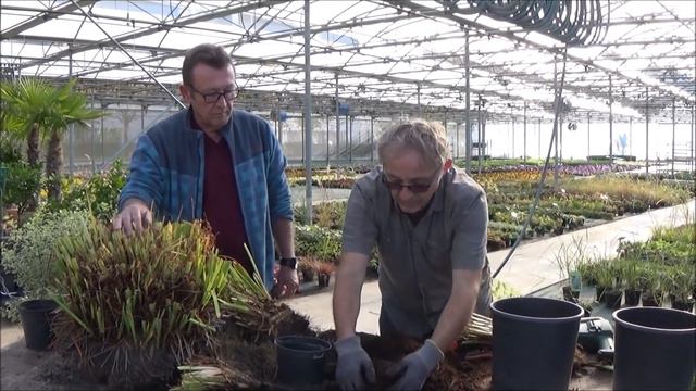 Tuto jardinage :Culture et division iris sibirica: Plante vivace