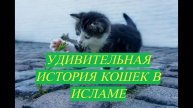 Поразительная история кошек в Исламе #ПризывМусульман