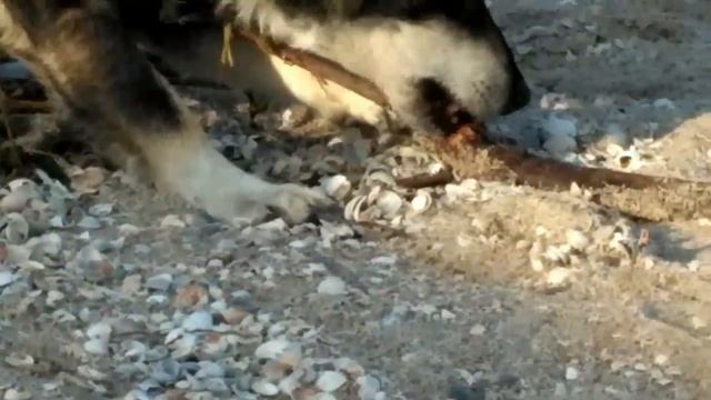 Невероятно! Собака ест дерево!