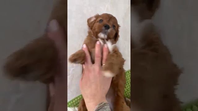 кавапу мальчик #кавудель