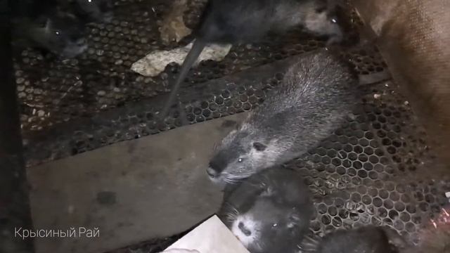 Особенности ухода за нутриями \\ зубы нутрий