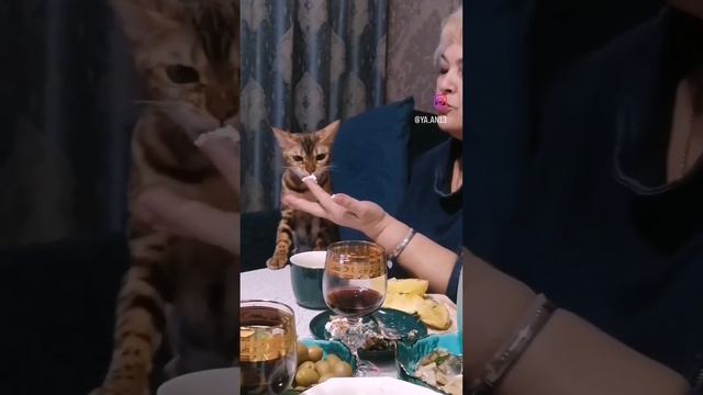 Бенгальская кошка с характером
