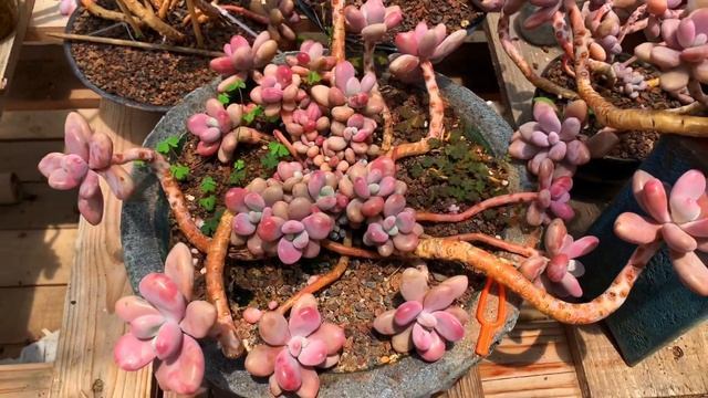 #41 SUCCULENT PINK MOON STONE|HD GARDENT|GRAPTOPETALUM AMETHYSTINUM|SEN ĐÁ SỎI HỒNG |BEAUTIFUL|