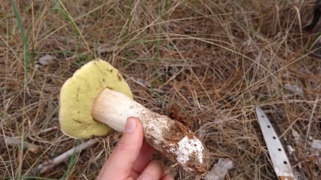 Белый Гриб Полезные Свойства, а Также Вред Для Организма