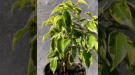 Фикус Кинки - миниатюрное дерево