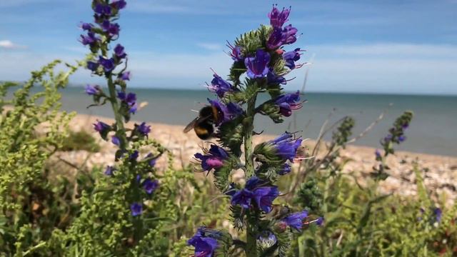 Coastal wildflowers for pollinators with Lauren Kennedy