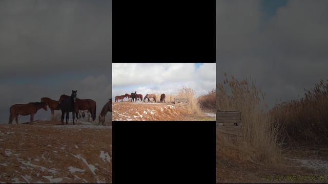 Стремительное бегство степного кота