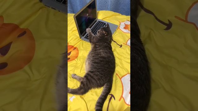 Почему кот так делает?