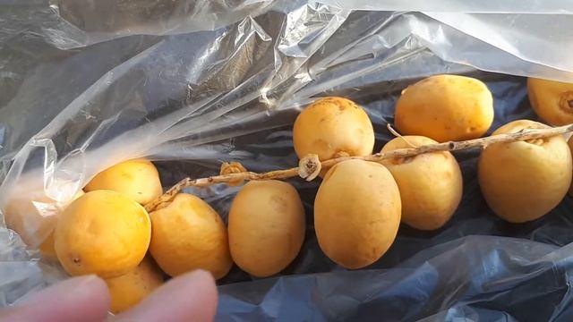 Свежие финики что с ними делать?!