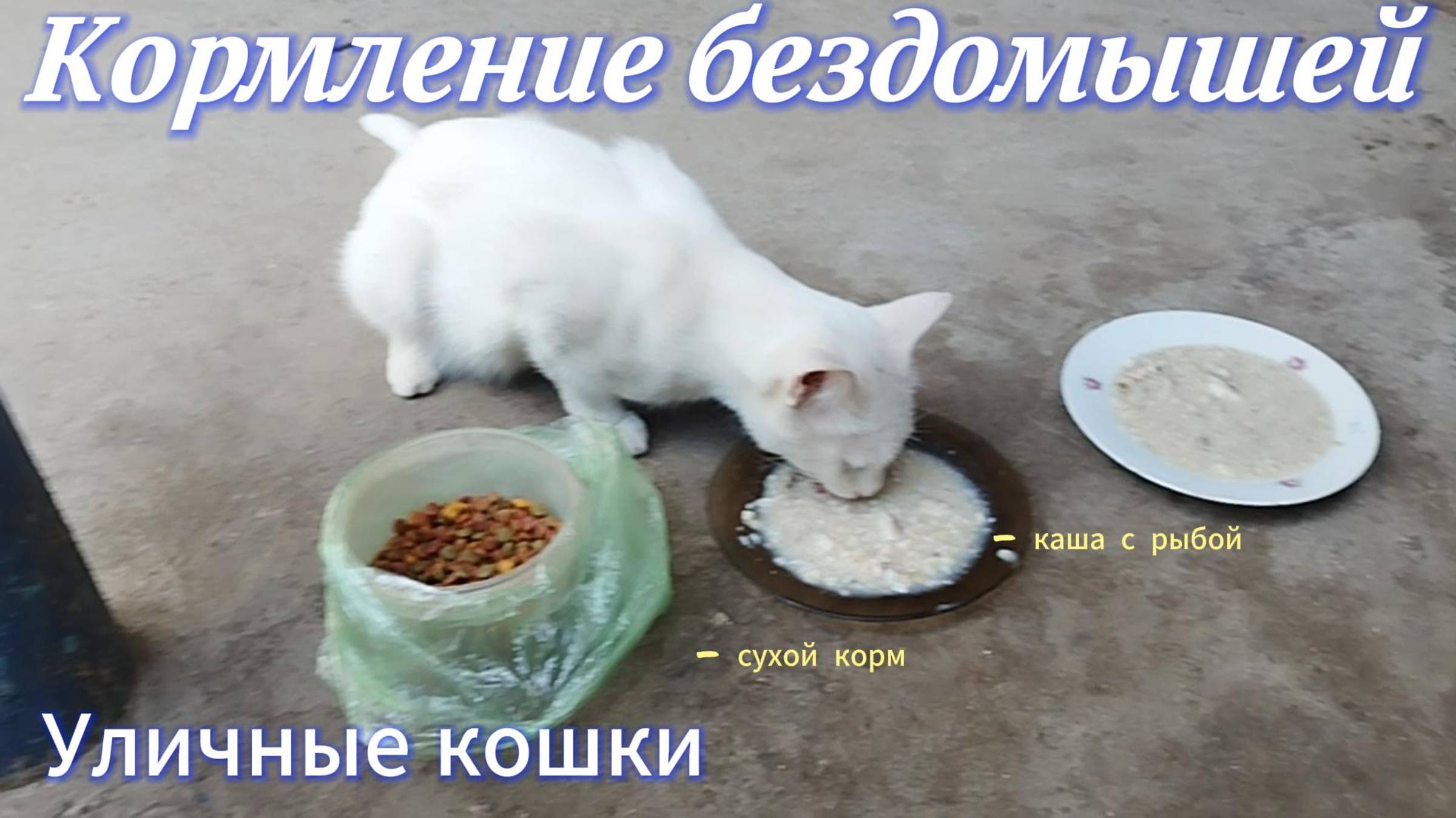 Кормление кошек