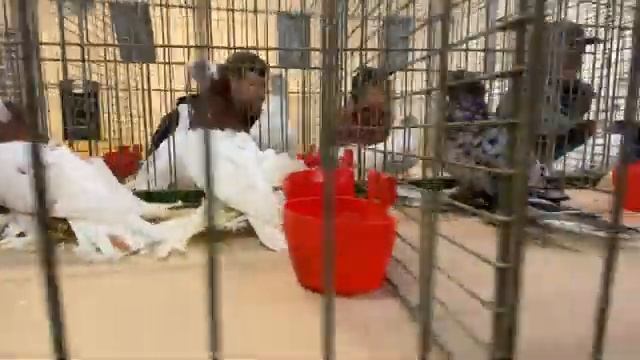 Голуби Tauben Pigeons ￼ выставка ￼ узбекских 2023 Clopenburg Germania