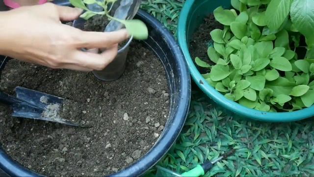 HOW TO TRANSPLANT SEEDLINGS | Grow Petunia Quick & Easy