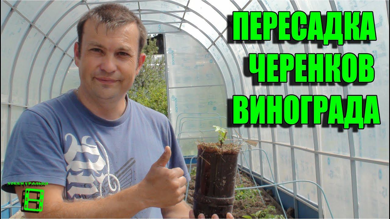 Пересадка черенков винограда (продолжение истории с верхушками саженцев) #Виноград