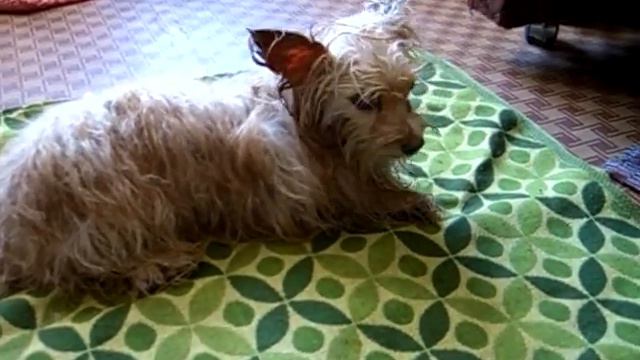 Френк сушится